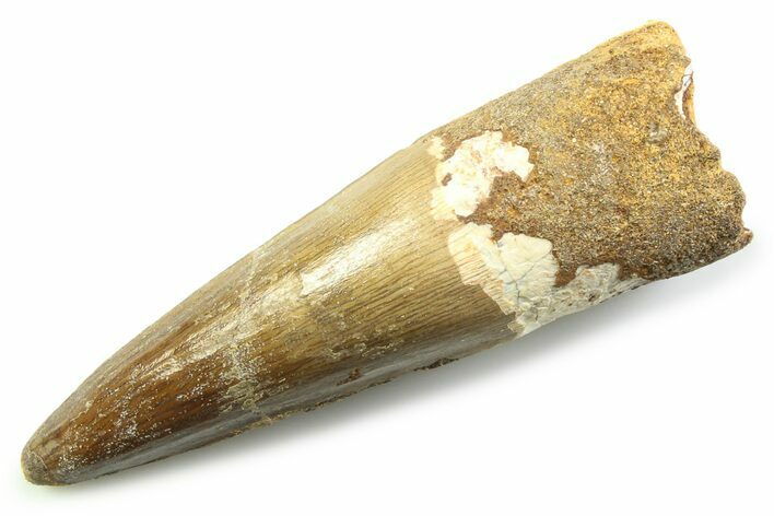 Fossil Spinosaurus Tooth - Real Fossil Tooth #357688